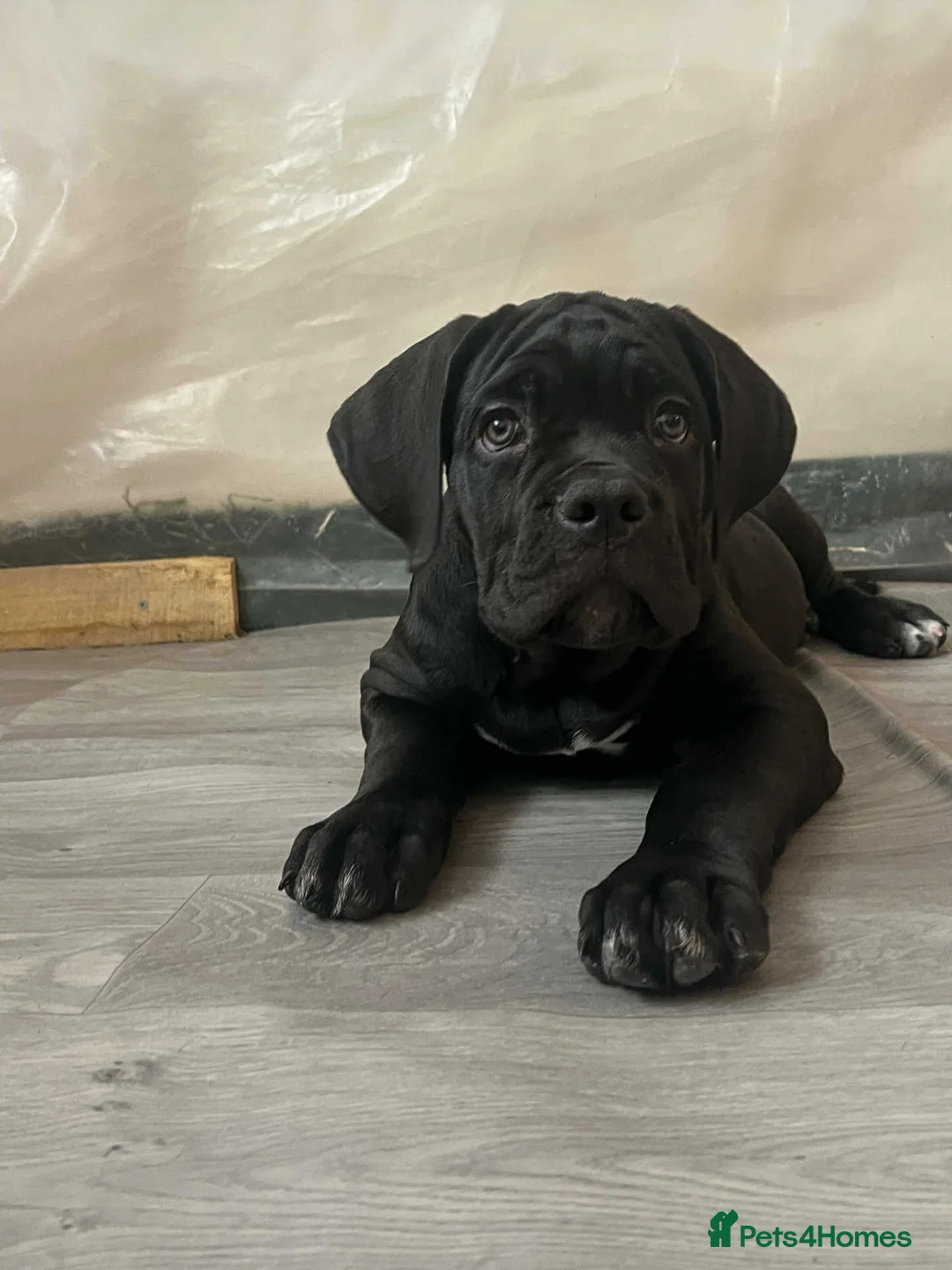 Cane Corso dogs for sale: Yuki x Aries Russian champ bloodline Puppies - Advert 15