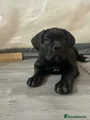 Cane Corso Puppy White