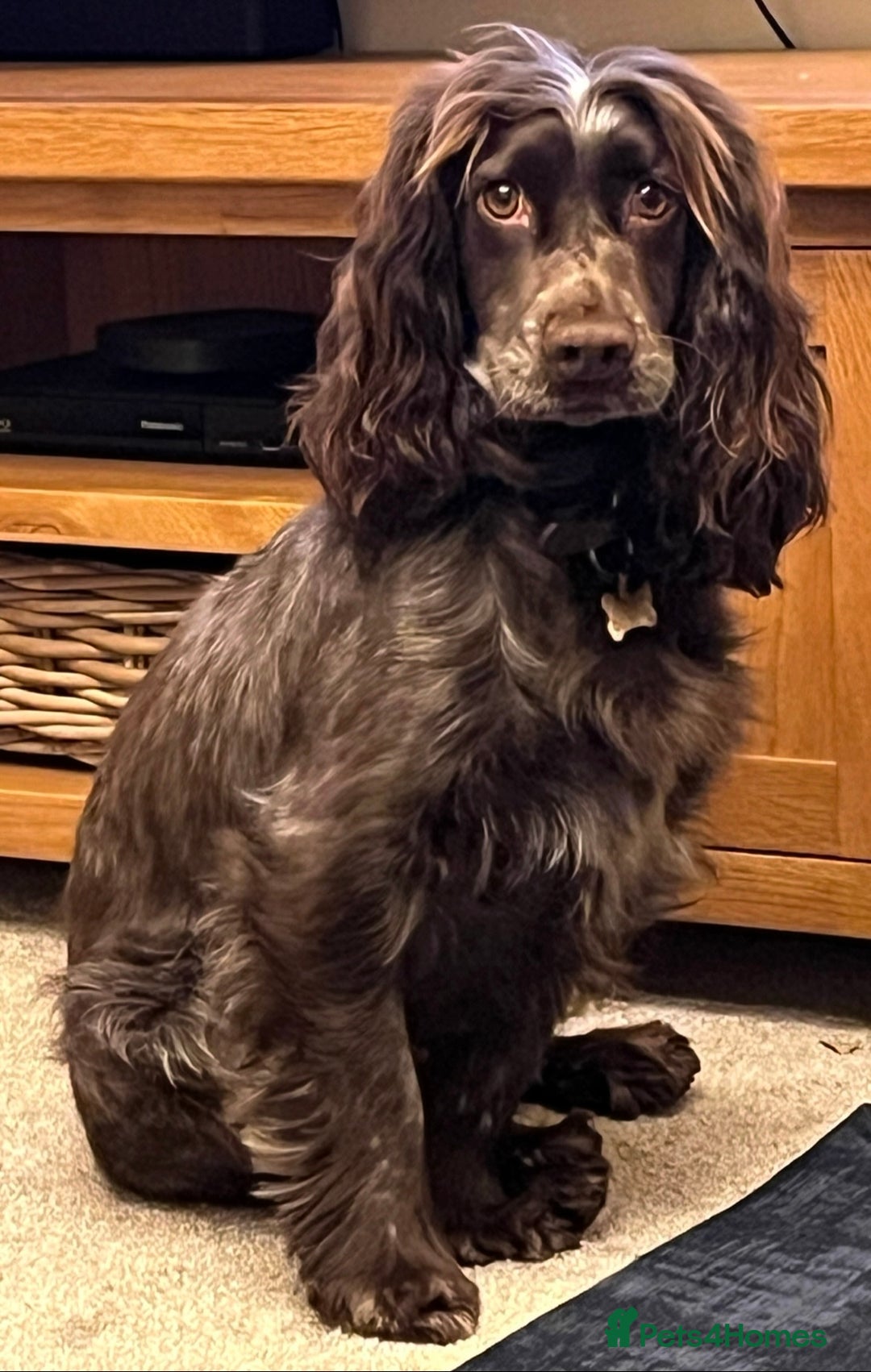 Cocker Spaniel dogs for sale: Working Cocker Spaniel Puppy - Advert 6