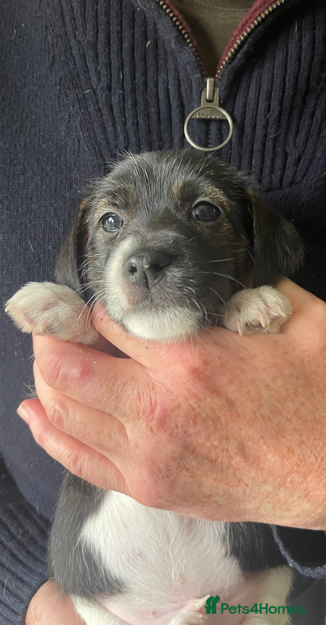 Jack Russell dogs for sale: Stunning Jack Russell puppies - Advert 30