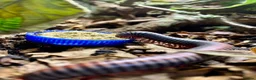 Millipedes invertebrates for sale: Atopochetus dollfusi, Rainbow Millipede Juveniles - Advert 10