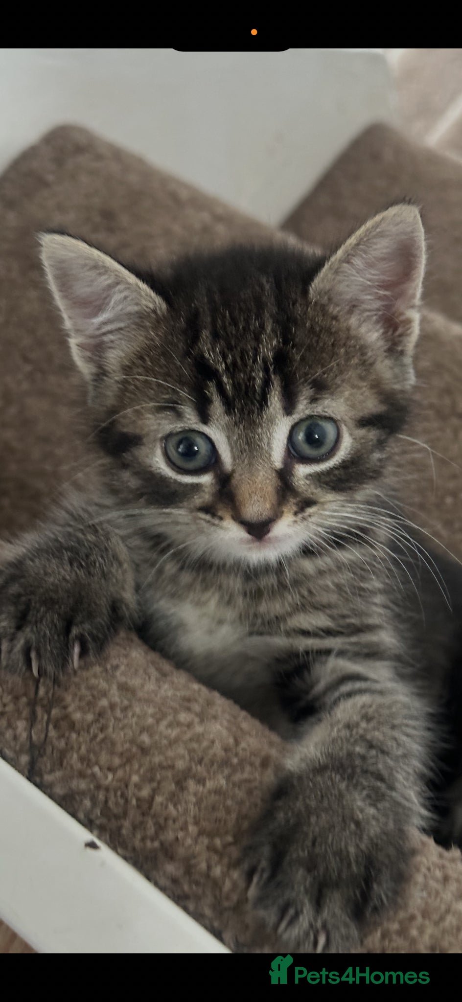 Mixed Breed cats Fluffy cute kittens - Advert 1
