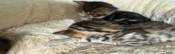Mixed Breed cats for sale: Stunning bengal cross kittens - Advert 27