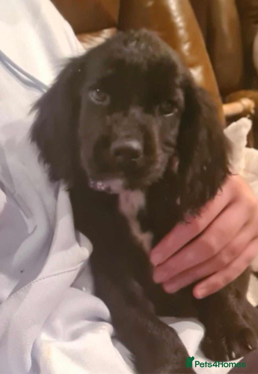 Sprocker dogs for sale: Stunning F1 Sprocker spaniel puppies - Advert 16