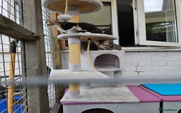 Ragcoon cats for sale: Ragdoll x kittens 😸 😍 ready 10/09/25 - Image 9