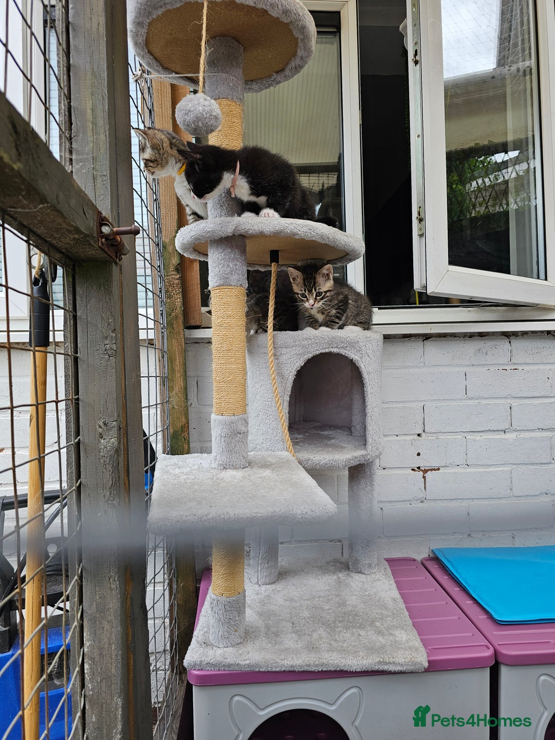 Ragcoon cats for sale: Ragdoll x kittens 😸 😍 ready 10/09/25 - Image 9