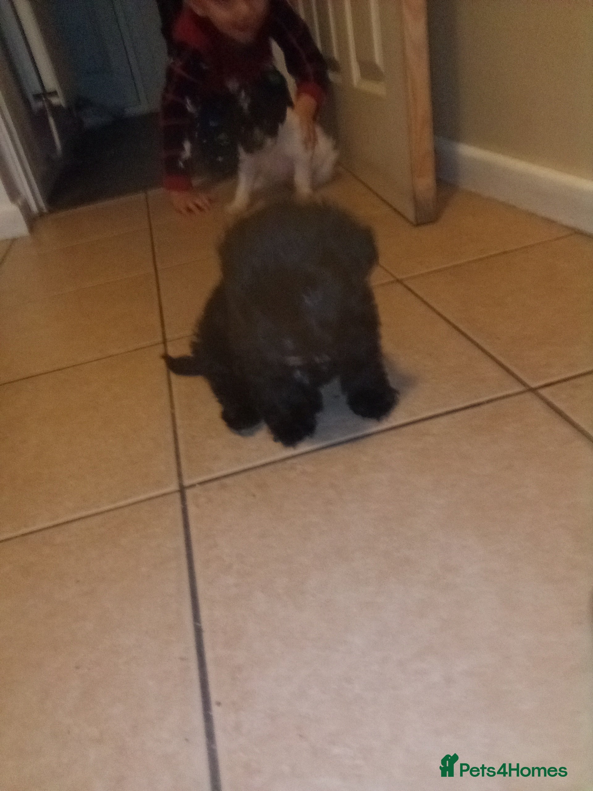 Patterdale Terrier dogs Patterdale terrier for sale  - Advert 2