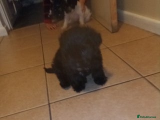 Patterdale Terrier dogs Patterdale terrier for sale - Advert 2