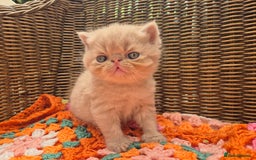 Exotic cats for sale: 🏆Champion sired exotic and Persian kittens 😸 ♥️  - Image 6