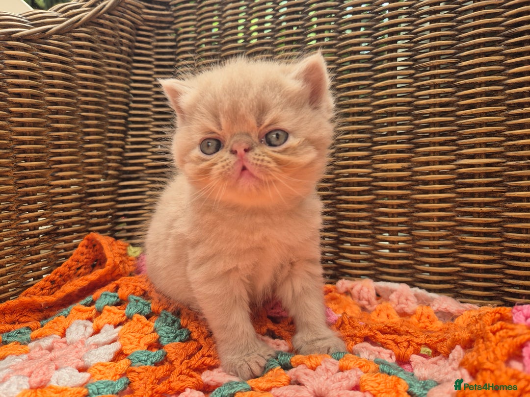 Exotic cats for sale: 🏆Champion sired exotic and Persian kittens 😸 ♥️  - Image 6
