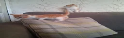 Mixed Breed cats for sale: 2 beautiful ginger and white kittens - Advert 12
