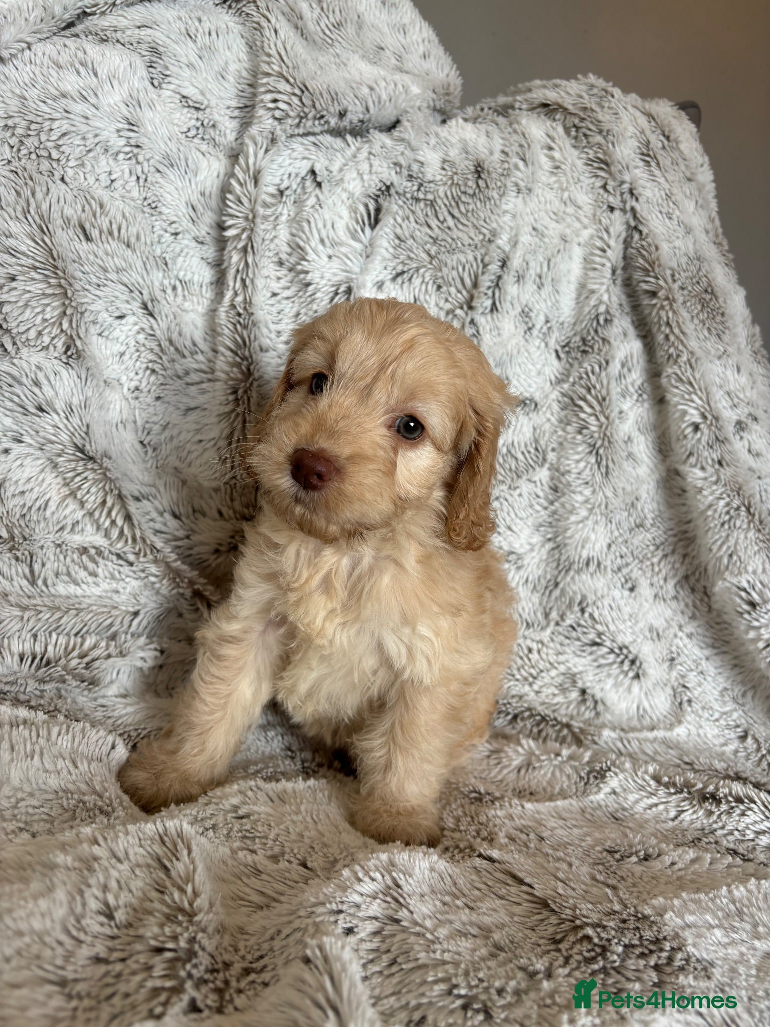 Cockapoo dogs ONE GIRL READY TO LEAVE Apricot cockapoo puppies  - Advert 10