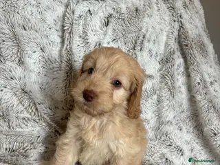 Cockapoo dogs ONE GIRL READY TO LEAVE Apricot cockapoo puppies - Advert 1