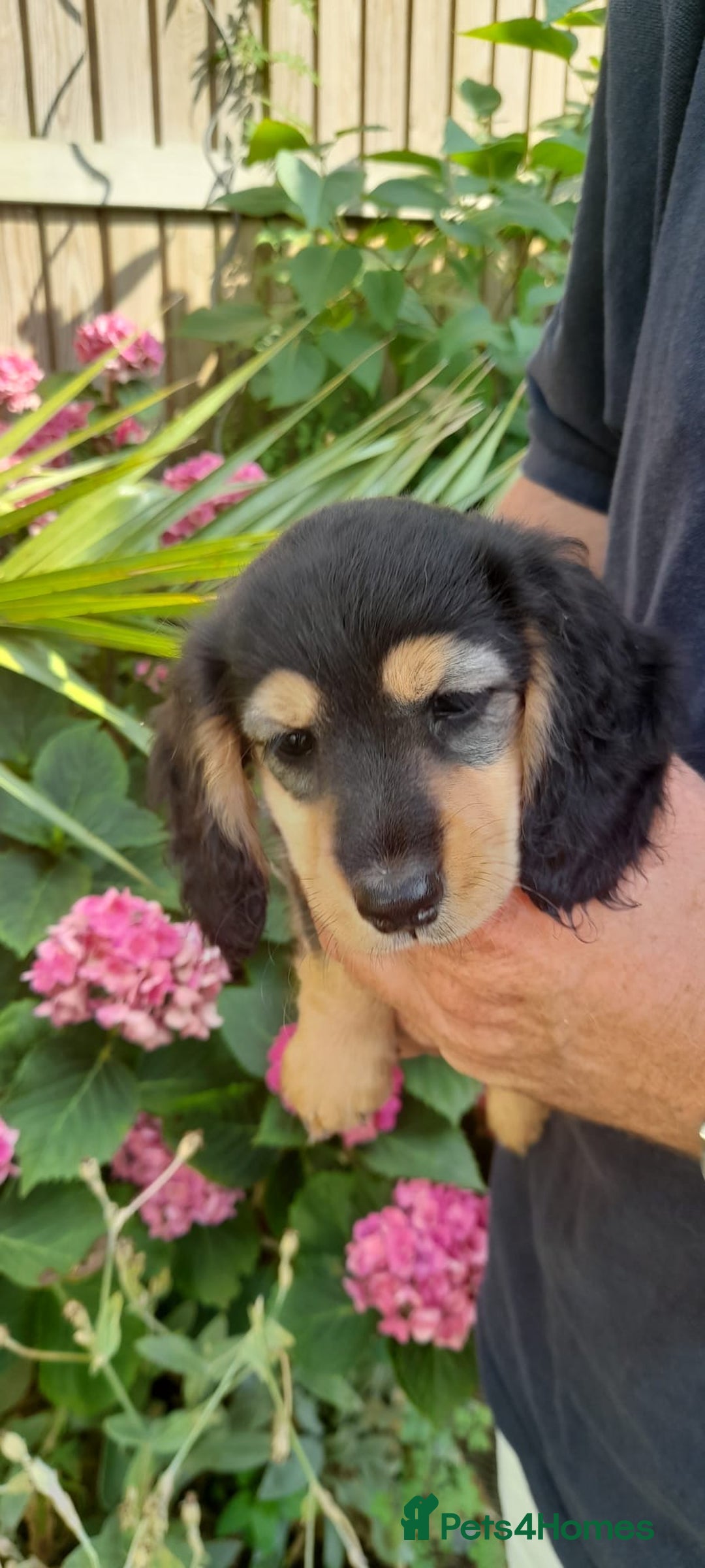 Miniature Dachshund dogs for sale: Miniature Long Haired black & tan bitch - Image 3