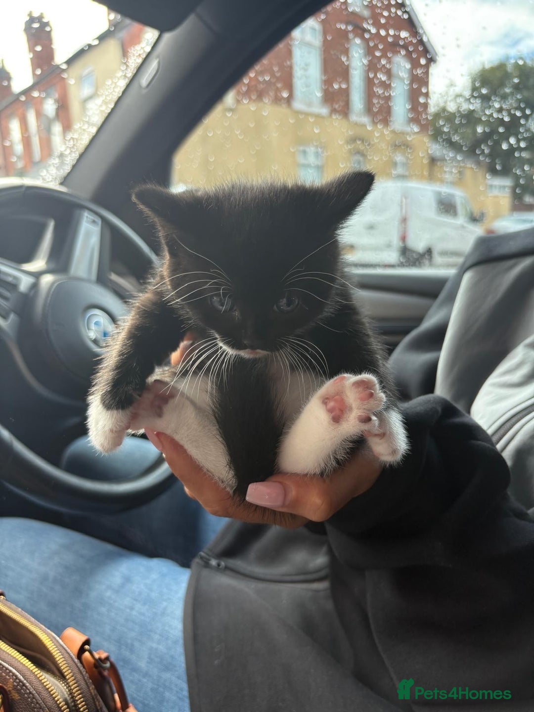 Domestic Shorthair cats for sale: Adorable Kittens for sale for good homes  - Image 6