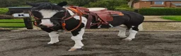 Irish Cob horses for sale: 8yo cob x project in Lancaster - Advert 10