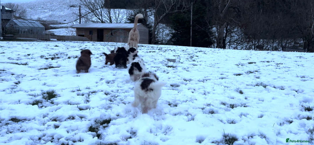 Bernedoodle dogs for sale: Bernedoodle F1B puppies - Advert 16