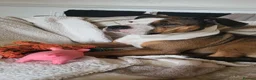 Mixed Breed dogs for sale: Looking to rehome  - Advert 4