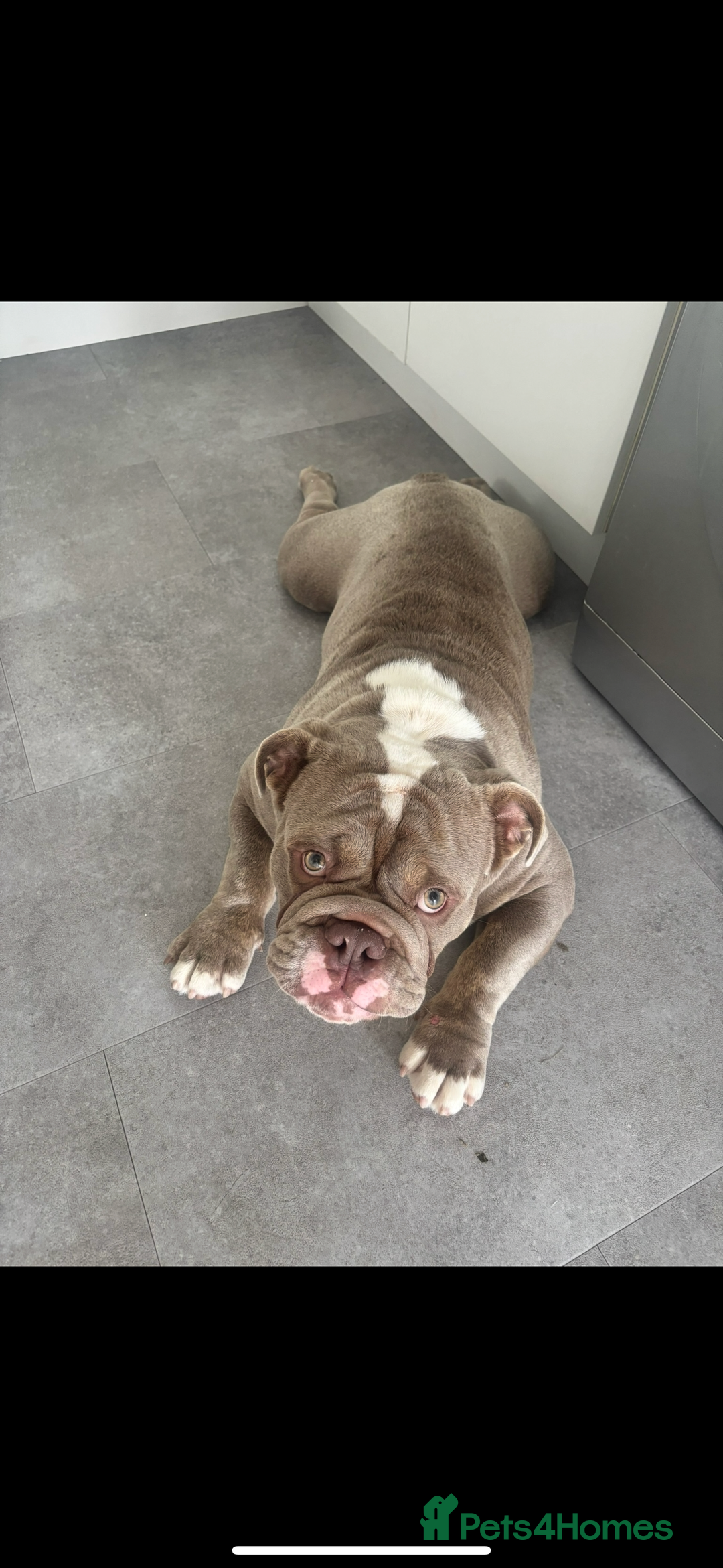 English Bulldog dogs for sale: Lilac male British bulldog - Advert 6