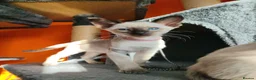 Siamese cats for sale: Gorgeous Siamese kittens!!! - Advert 34