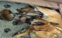 Belgian Shepherd Dog dogs for sale: Chunky Boy Top working lines  - Image 8