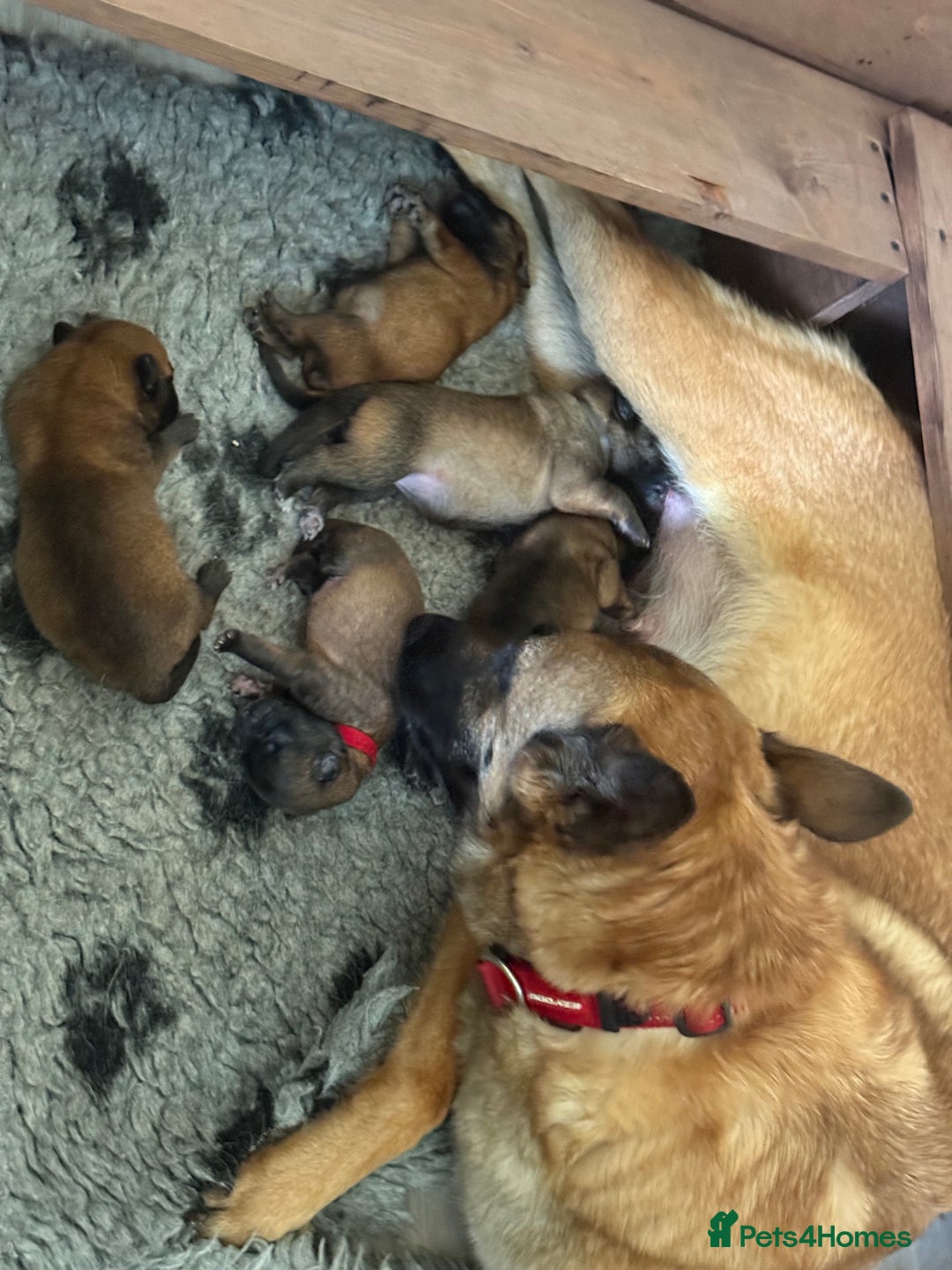 Belgian Shepherd Dog dogs for sale: Chunky Boy Top working lines  - Image 8