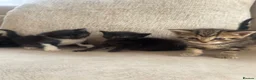 Burmese cats for sale: Burmese cross beautiful kittens in Leatherhead - Advert 12