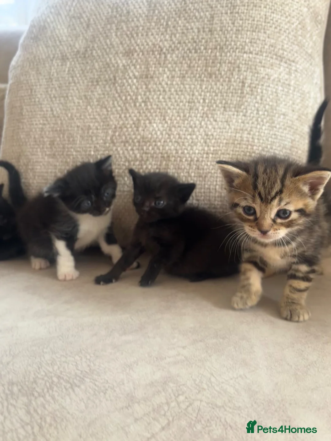 Burmese cats for sale: Burmese cross beautiful kittens in Leatherhead - Advert 12