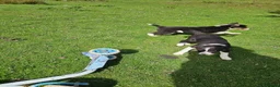 Border Collie dogs for sale: Beautiful Border Collie Puppies - Advert 16