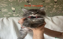 Maine Coon cats for sale: Beautiful blue smoke torbie Maine coon kittens  - Image 5
