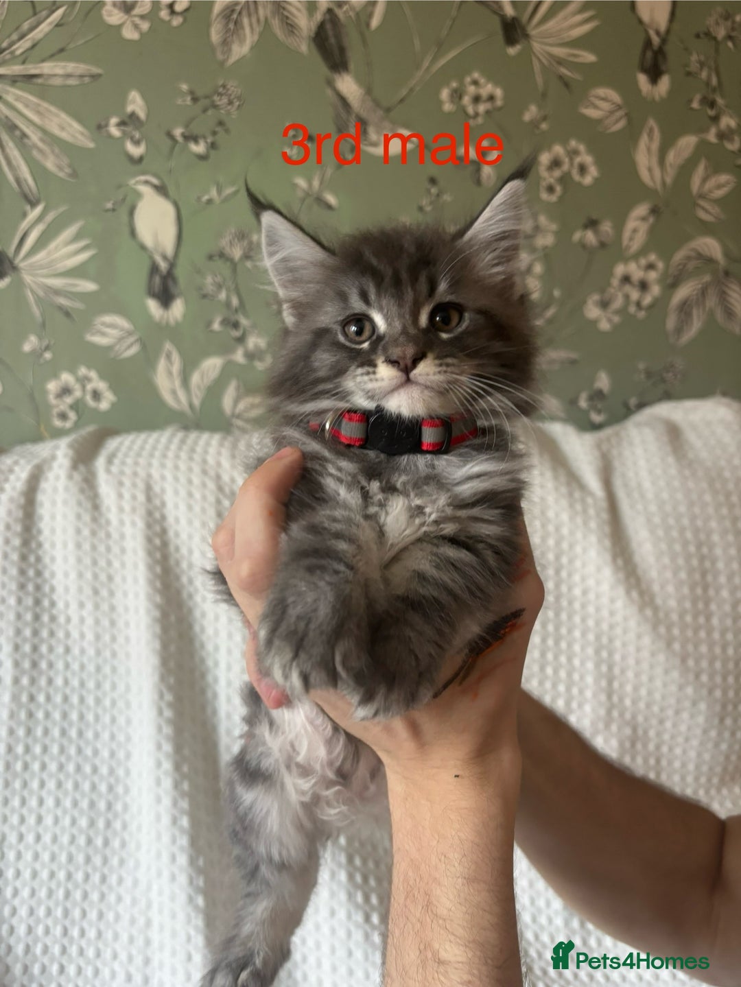 Maine Coon cats for sale: Beautiful blue smoke torbie Maine coon kittens  - Image 5
