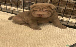 Shar Pei dogs for sale: Beautiful Shar Pei puppies  - Image 7