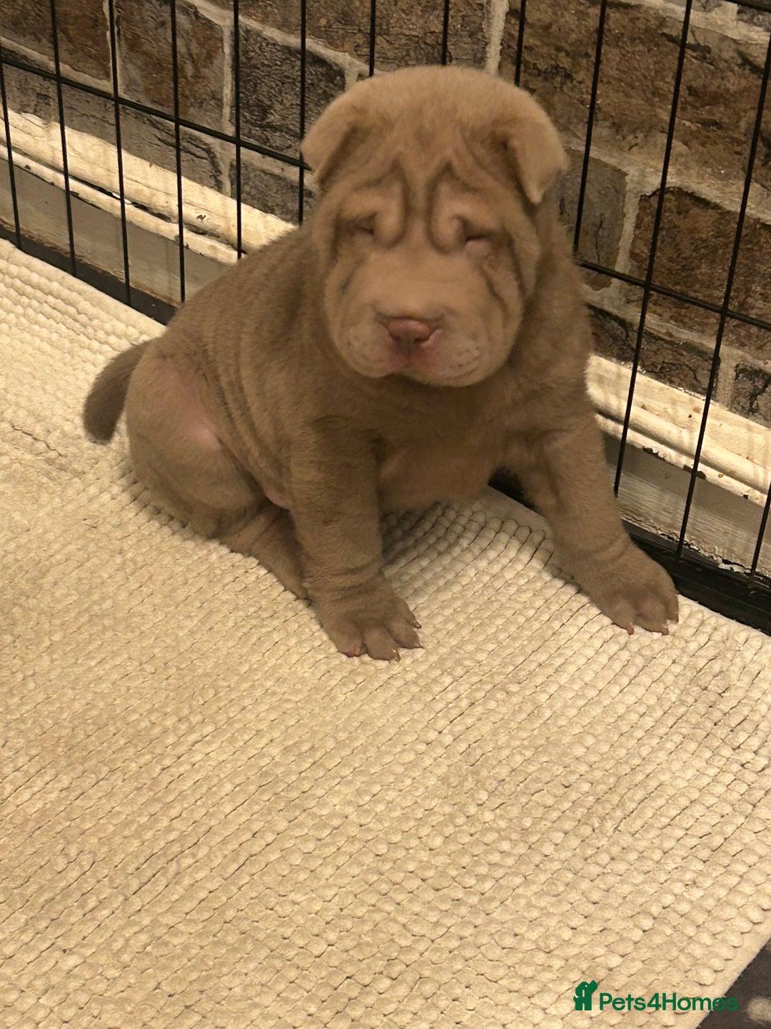 Shar Pei dogs for sale: Beautiful Shar Pei puppies  - Image 7