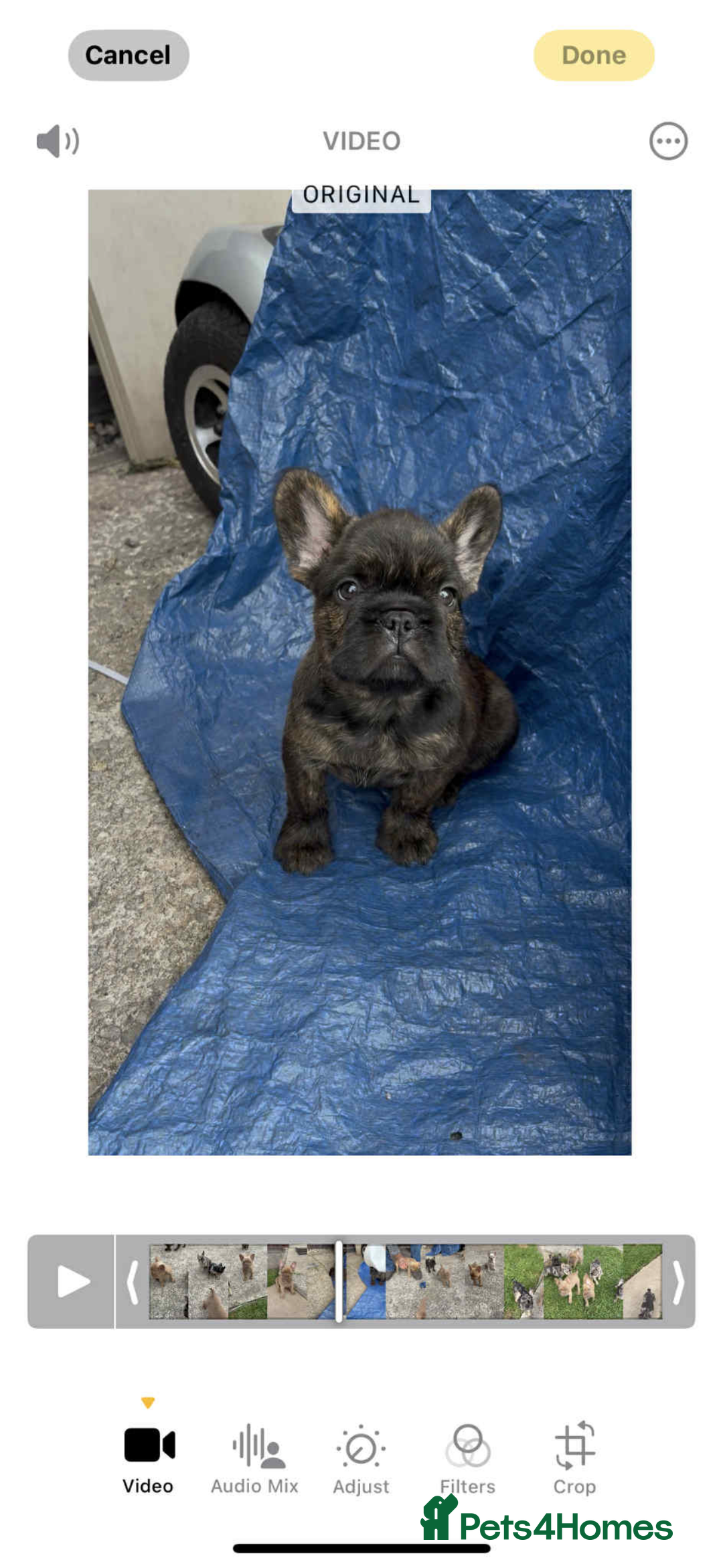 French Bulldog dogs for sale: French Bulldog puppies  - Image 1