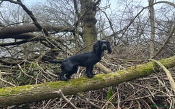 Cocker Spaniel dogs for sale: Working cocker spaniels for sale  - Image 9