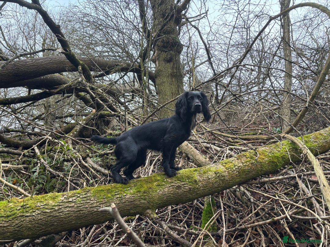 Cocker Spaniel dogs for sale: Working cocker spaniels for sale  - Image 9