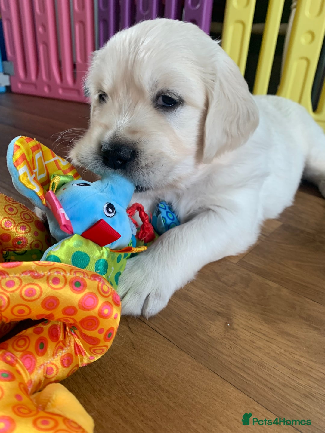 Golden Retriever dogs for sale: Gorgeous KC reg Golden Retriever Puppies - Image 15