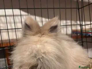 Angora rabbits 11 month old lilac/ chocolate tort angora - Advert 3