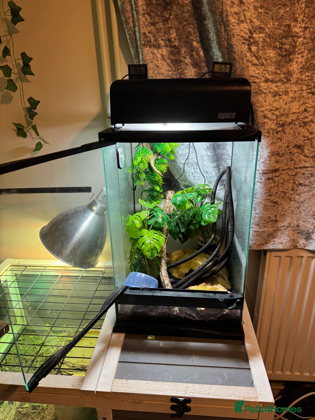 Gecko reptiles for sale: Crested gecko with enclosure  - Image 14