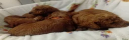 Mixed Breed dogs for sale: TOY POODLES in Wembley - Advert 3