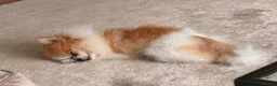 Pomeranian dogs for sale: 1 year old  **  pom in London - Advert 3