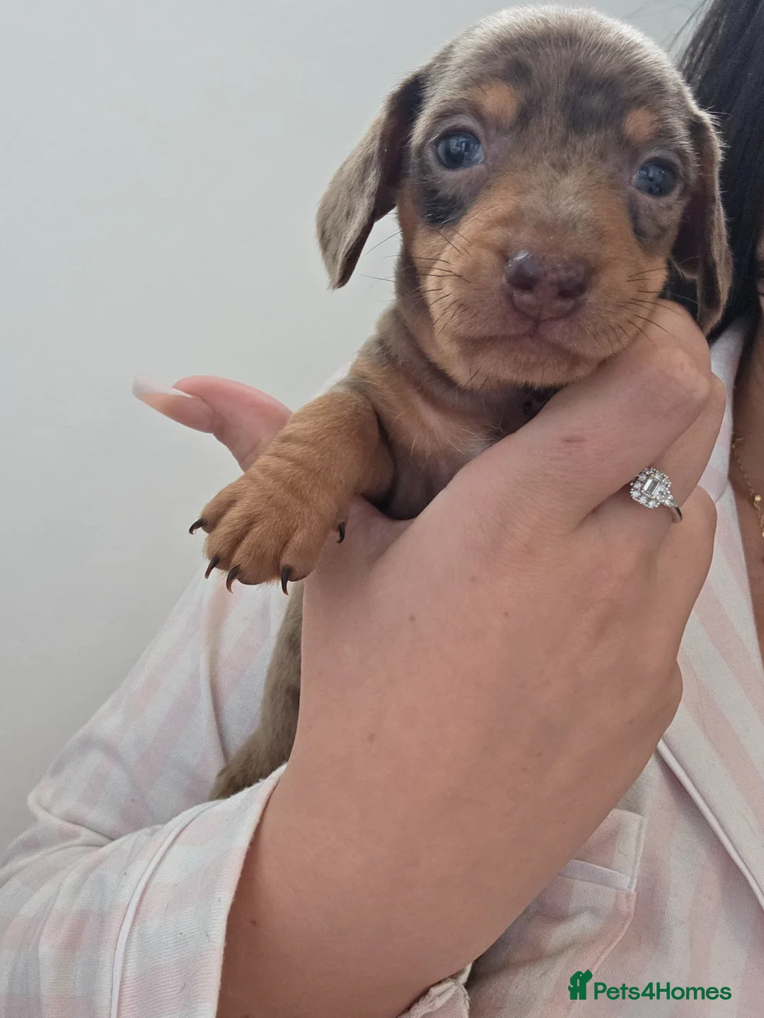Miniature Dachshund dogs for sale: Miniature daschound REDUCED ££650££ - Advert 37