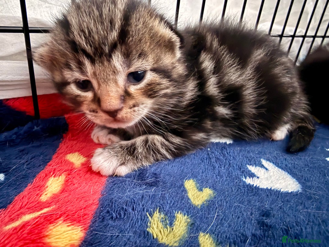 Mixed Breed cats for sale: Stunning Turkish Angora/ domesticShorthairKittens  - Advert 9