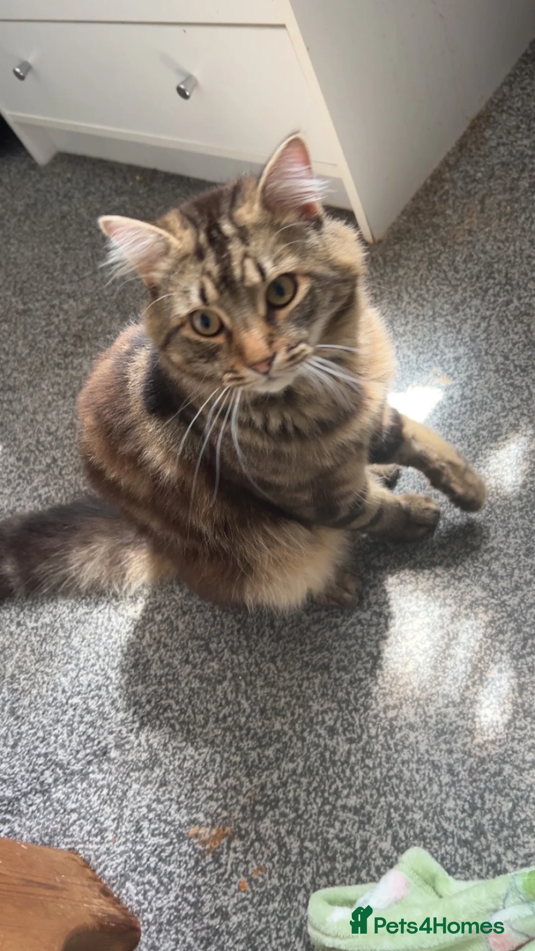 Mixed Breed cats for sale: 2 male kittens in Havant - Advert 2