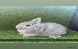 Netherland Dwarf rabbits for sale: Pure Netherland dwarfs  - Image 9