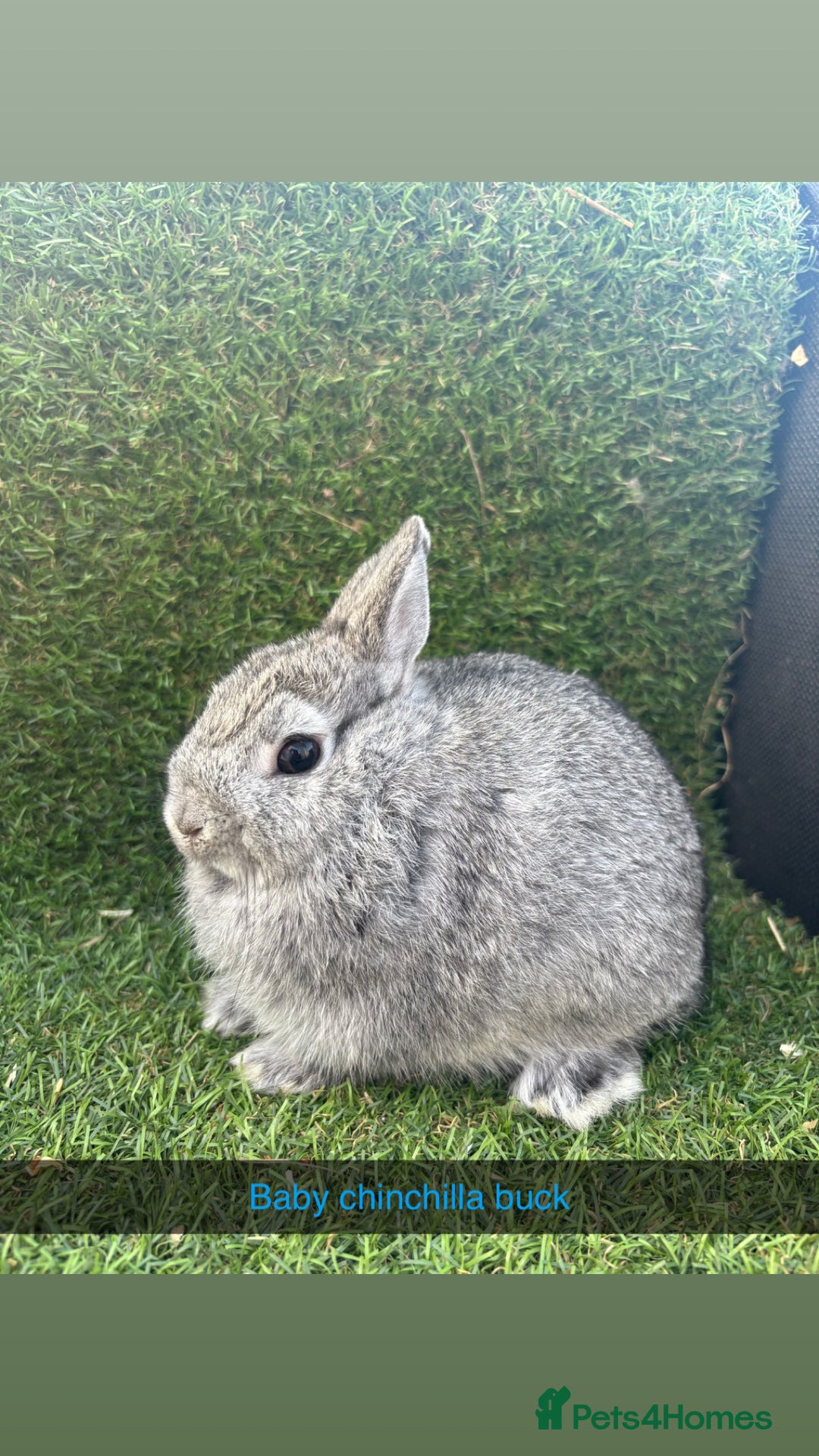 Netherland Dwarf rabbits for sale: Pure Netherland dwarfs  - Image 9