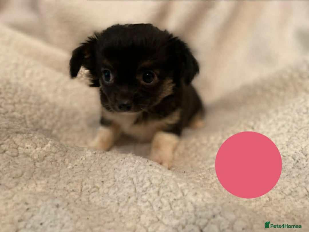 Chihuahua dogs for sale: chihuahua puppies - Advert 3