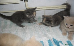 Mixed Breed cats for sale: 5 Beautiful kittens for sale  - Image 13