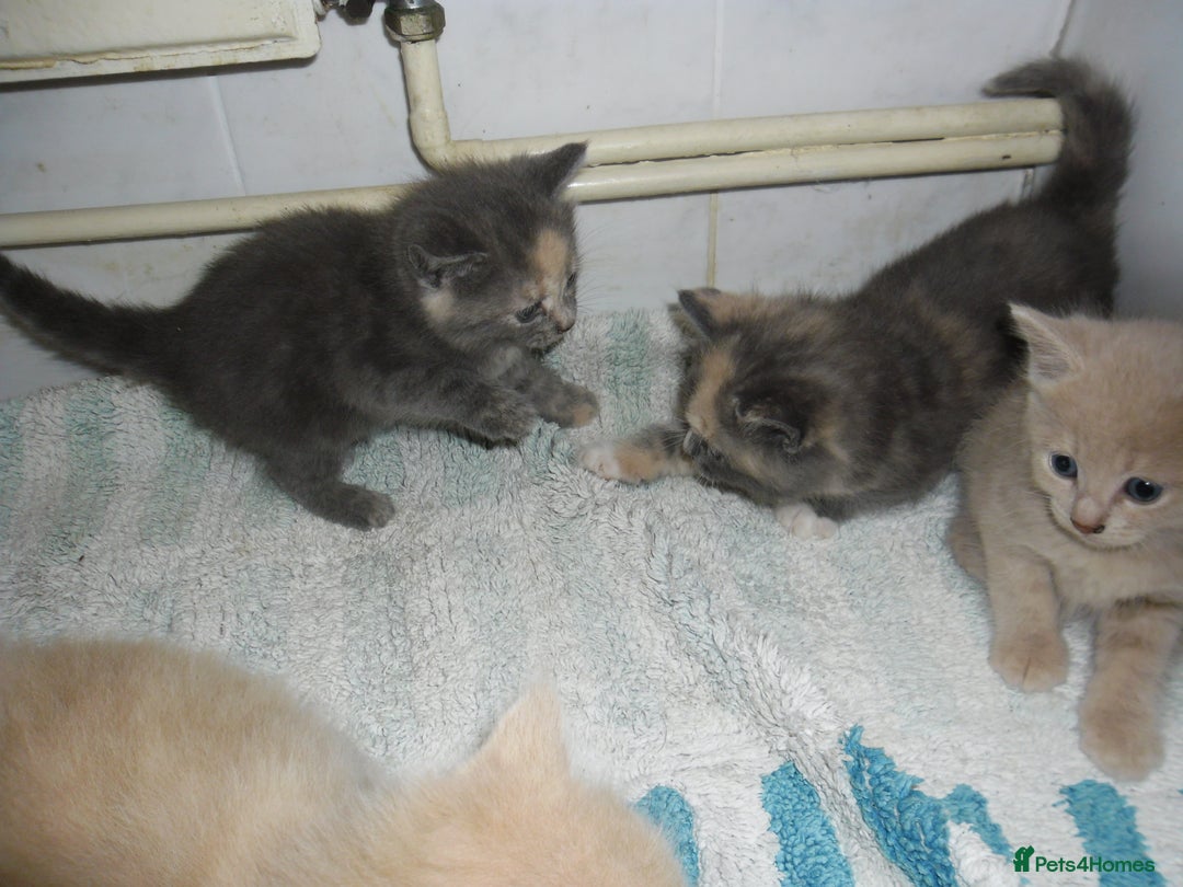 Mixed Breed cats for sale: 5 Beautiful kittens for sale  - Image 13