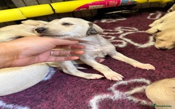 Saluki dogs for sale: Beautiful Saluki (new updated photos)  - Image 35